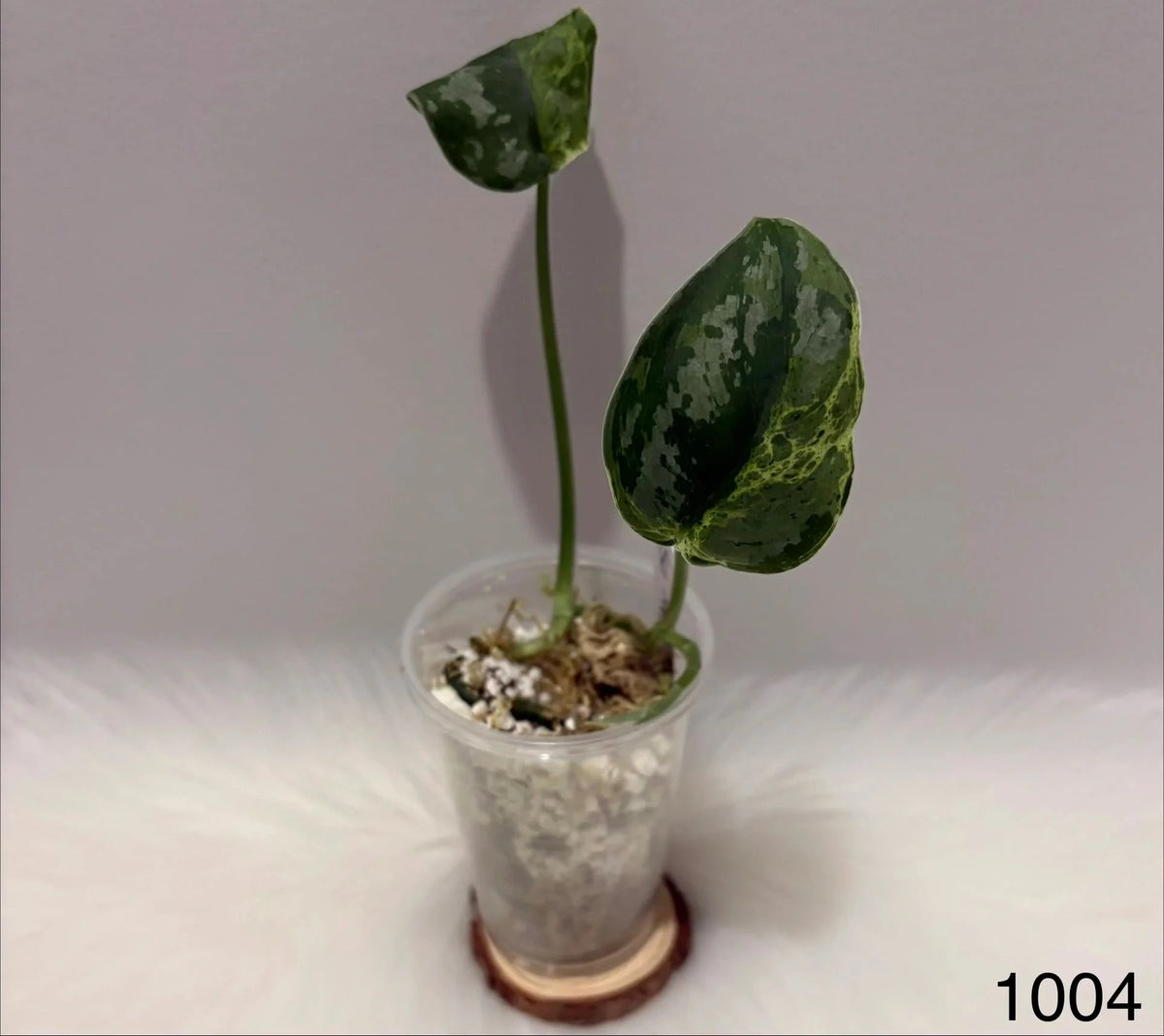 Scindapsus Mejile
