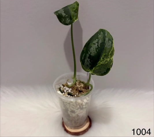 Scindapsus Mejile