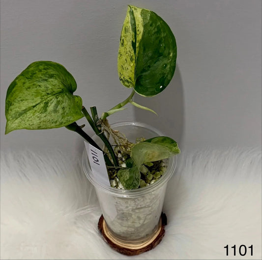 Scindapsus Nirmala