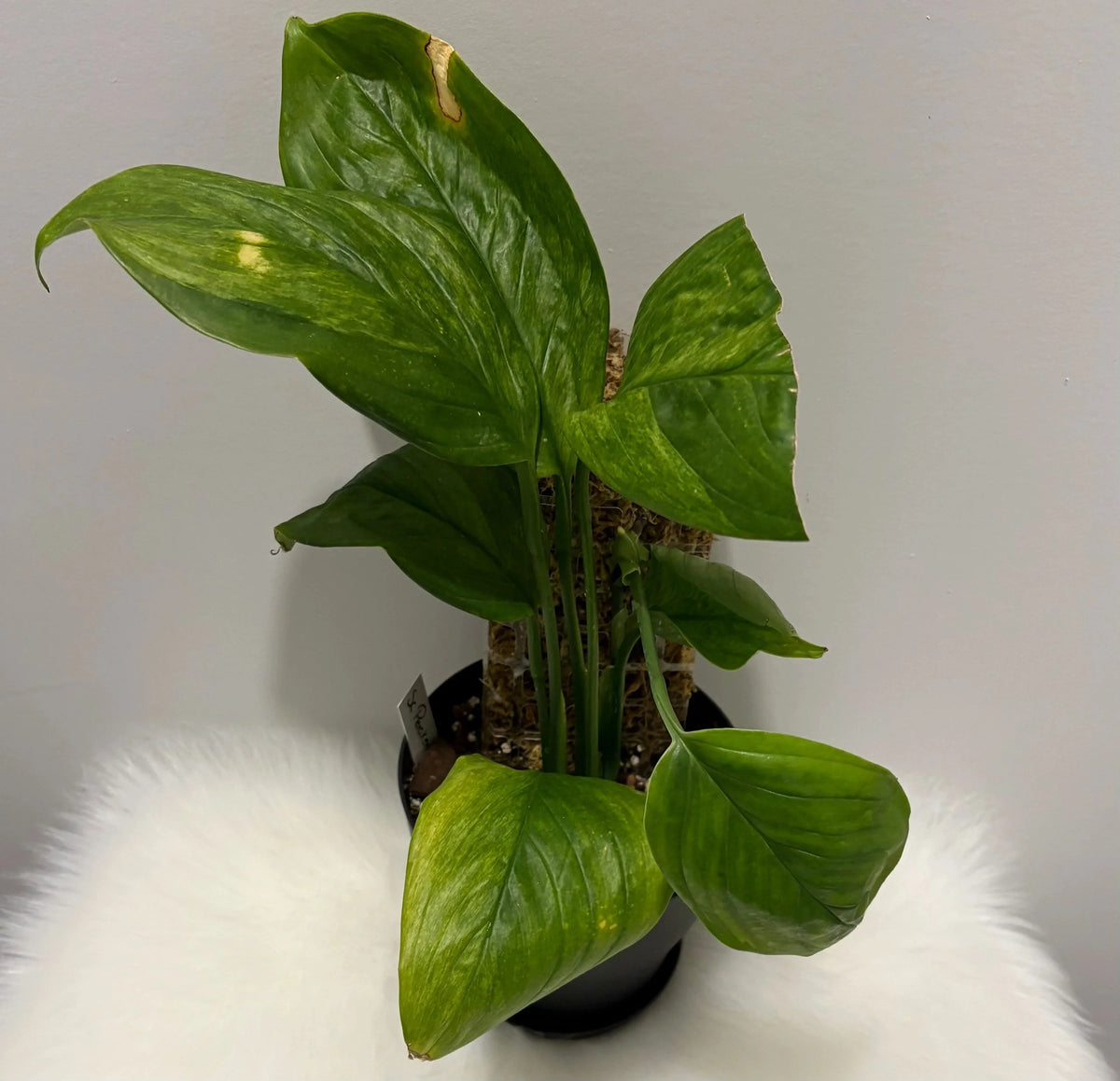 Scindapsus Perakensis Mint