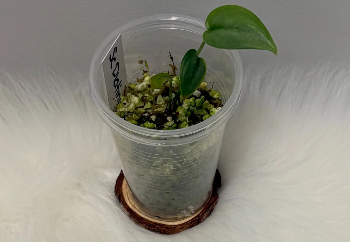 Scindapsus Platinum