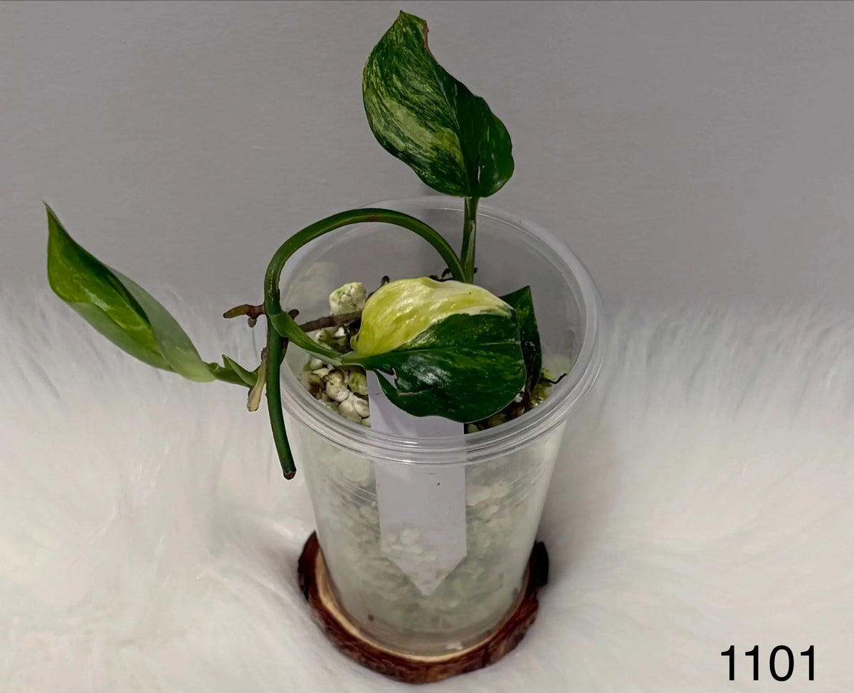 Scindapsus Rubicon
