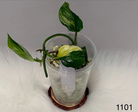 Scindapsus Rubicon