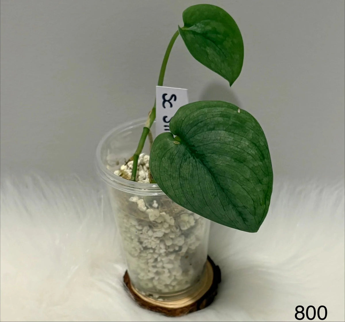 Scindapsus Silver Platinum