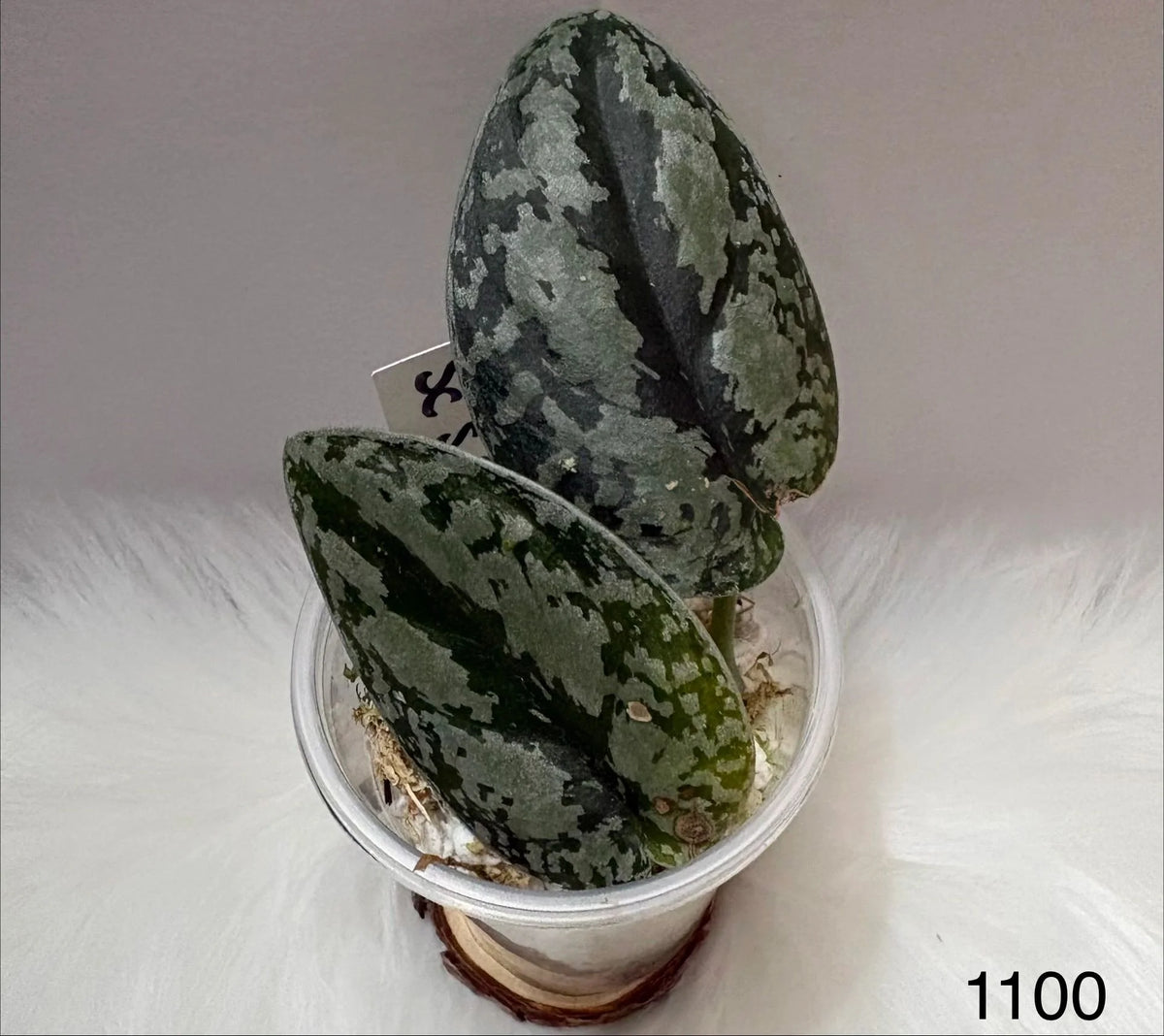 Scindapsus Silver Platinum Tricolor