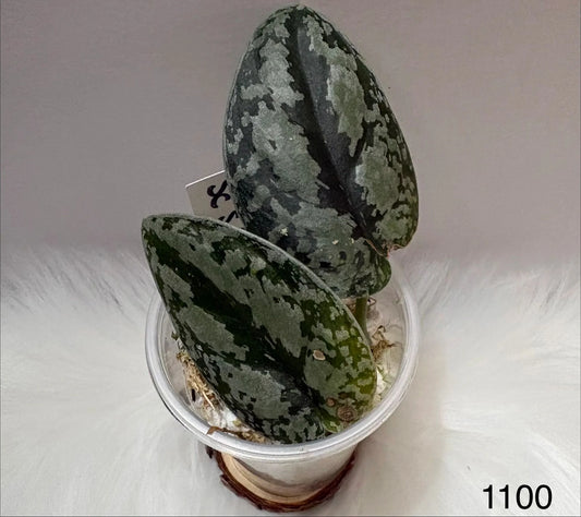 Scindapsus Silver Platinum Tricolor