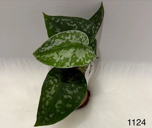 Scindapsus Silver Queen