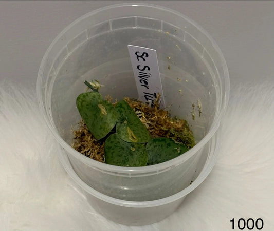 Scindapsus Silver Turtle