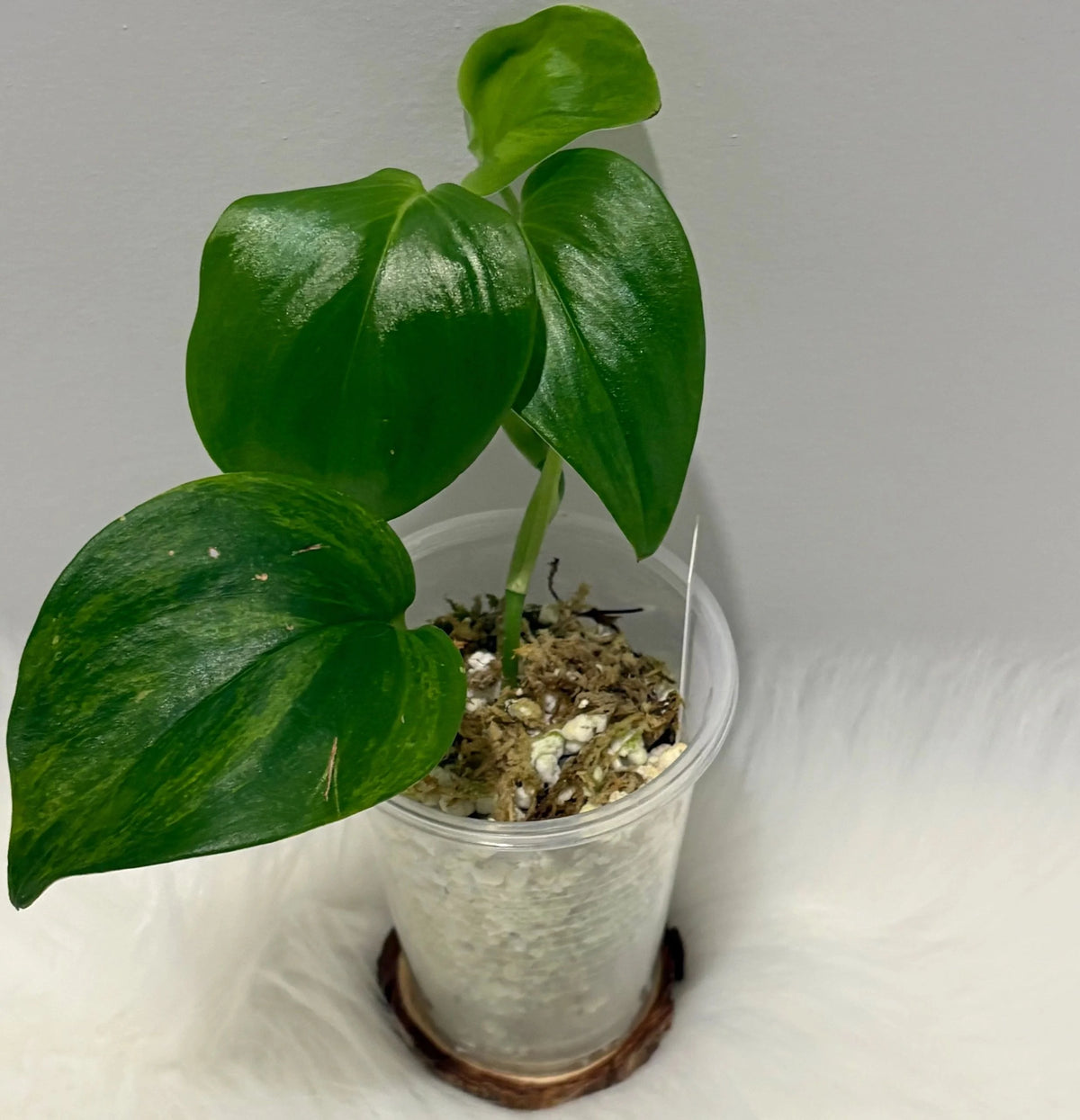 Scindapsus Treubii Moonlight Green on Green