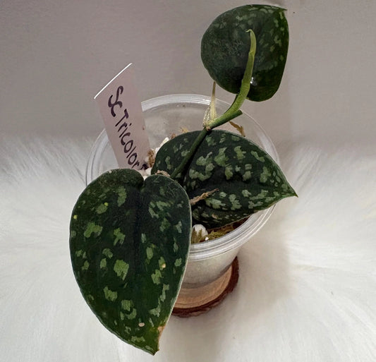 Scindapsus Tricolor Dark