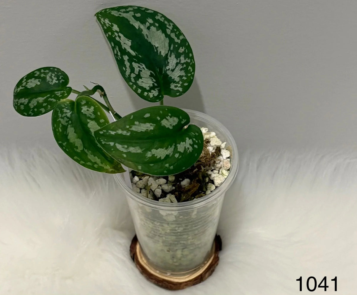 Scindapsus Tricolor Glossy