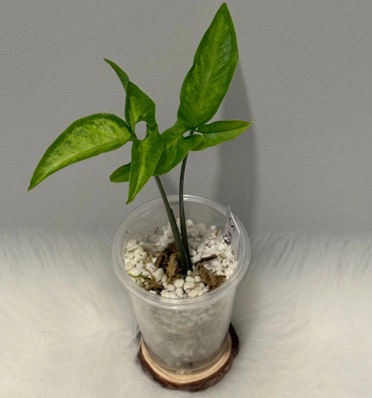 Syngonium Angustatum