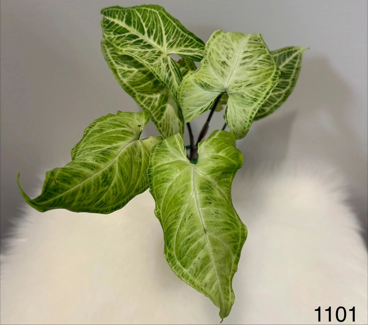 Syngonium Batik
