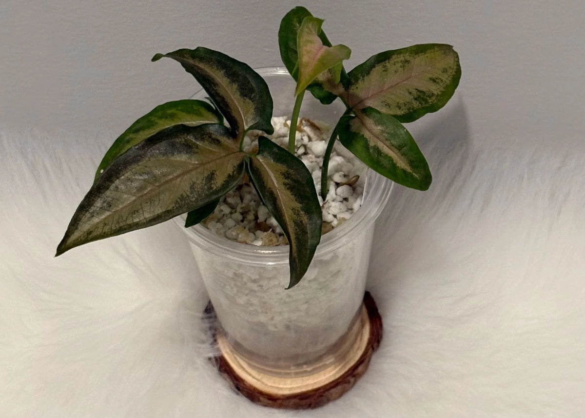 Syngonium Black Pink