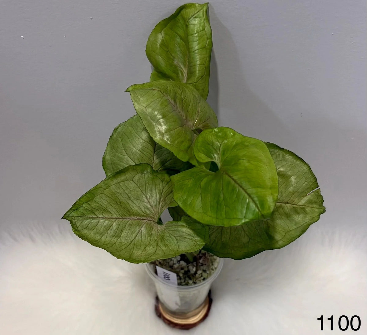 Syngonium Bold Allusion