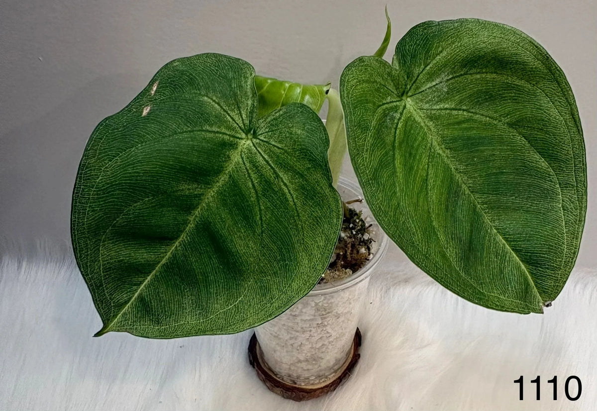 Syngonium Chiapense Frosted Heart