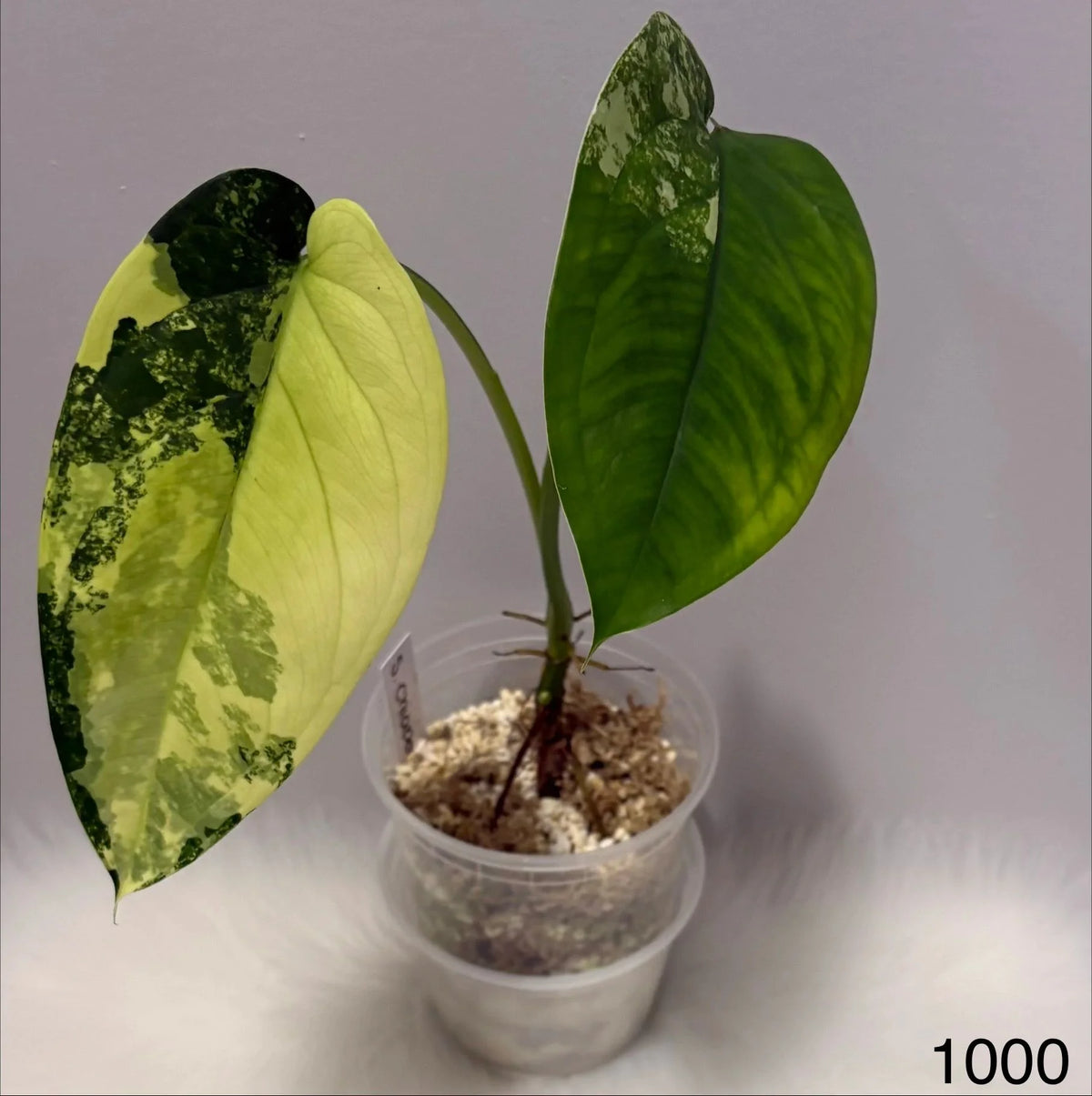 Syngonium Chiapense Variegated