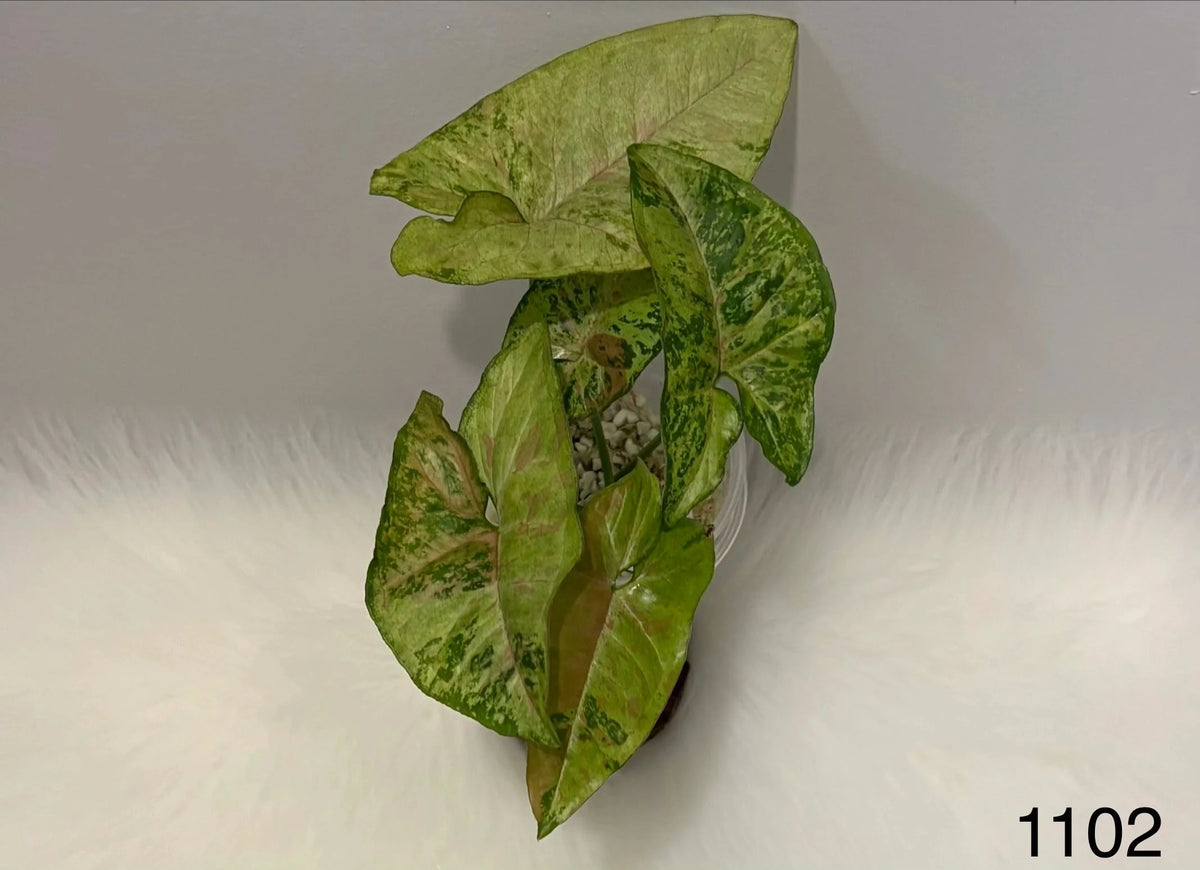 Syngonium Confetti Tricolor