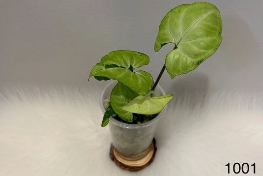 Syngonium Green Beauty
