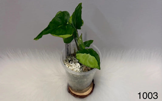 Syngonium Green Beauty