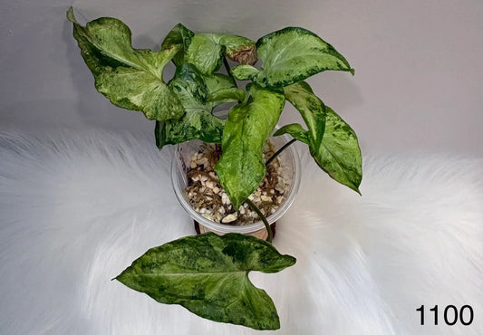 Syngonium Green Flecked