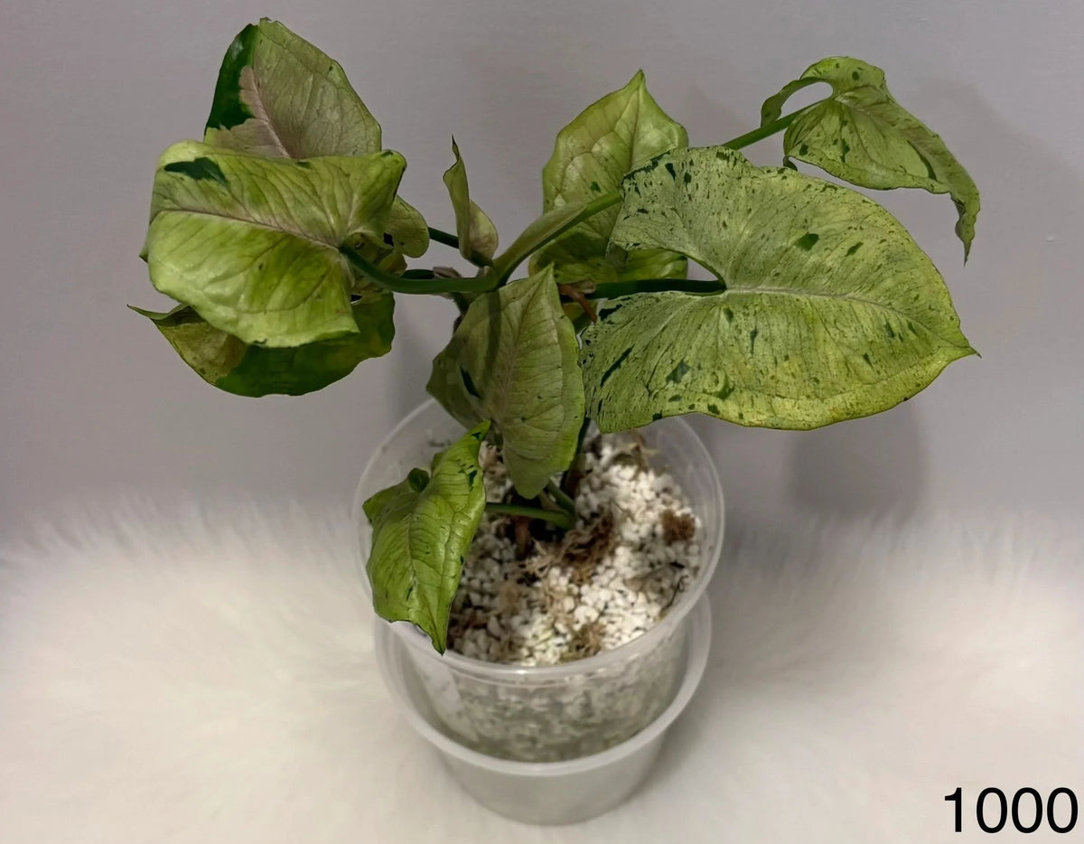 Syngonium Green Splash