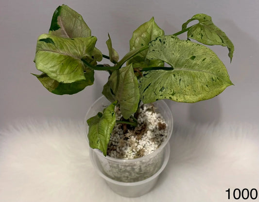 Syngonium Green Splash