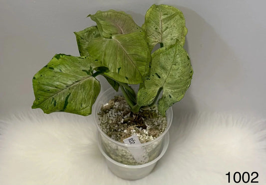 Syngonium Green Splash