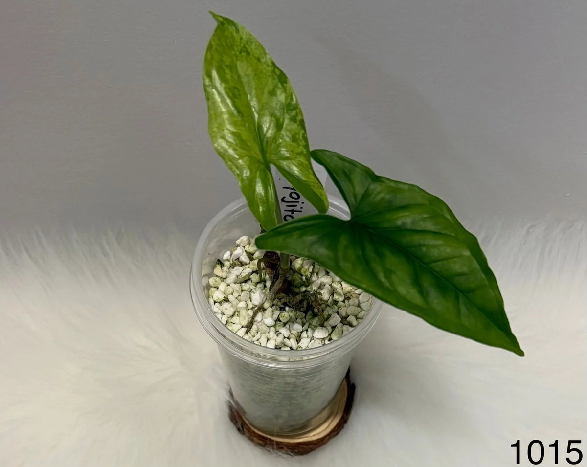 Syngonium Mojito