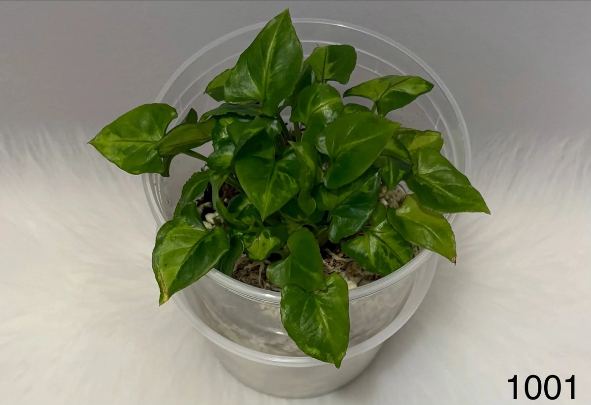 Syngonium Orm Manee Variegated