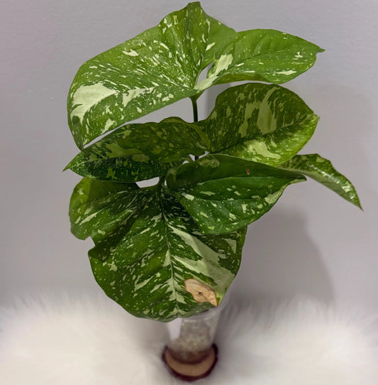 Syngonium Panda Galaxy