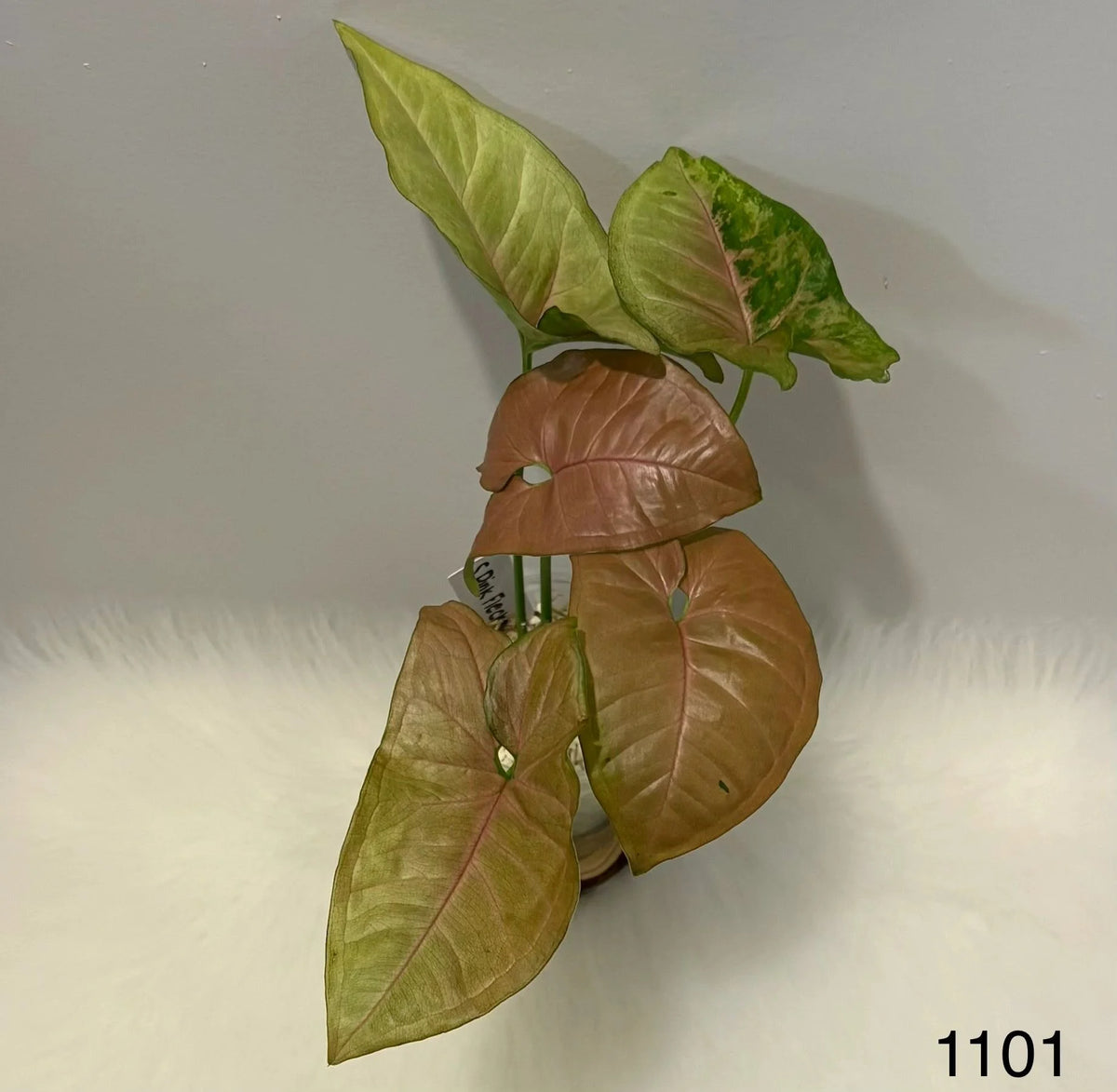 Syngonium Pink Flecked