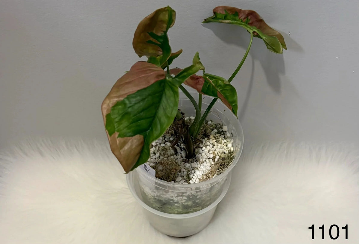 Syngonium Pink Lava