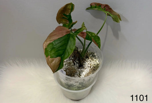Syngonium Pink Lava