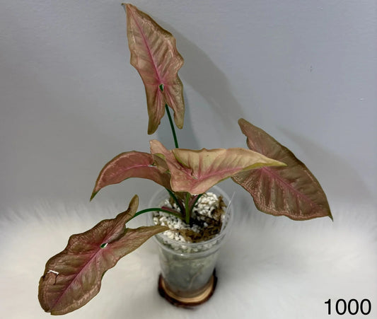 Syngonium Pink Mosaic