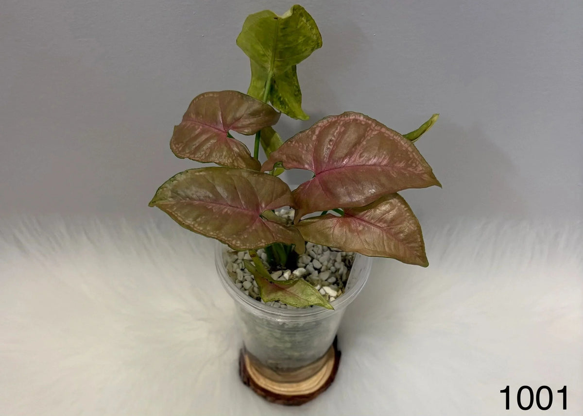 Syngonium Pink Mosaic