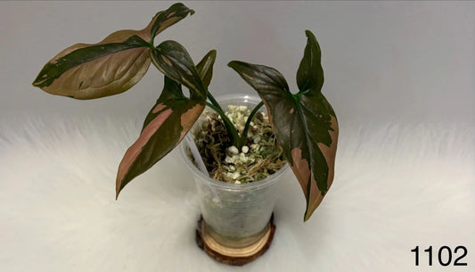 Syngonium Pink Splash