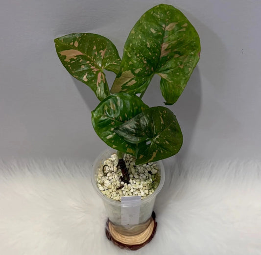 Syngonium Pink Splash Allusion