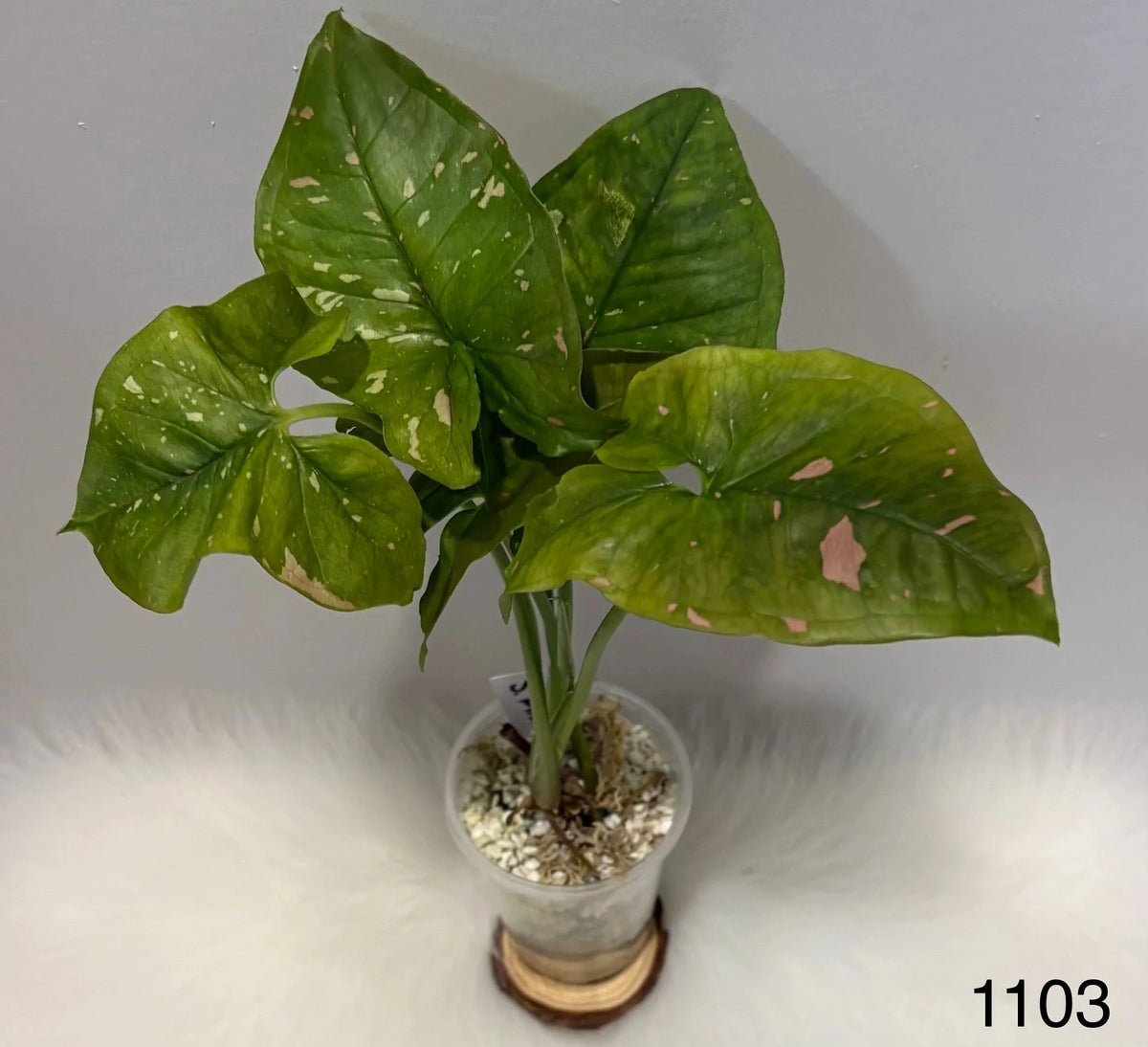 Syngonium Pink Splash Allusion