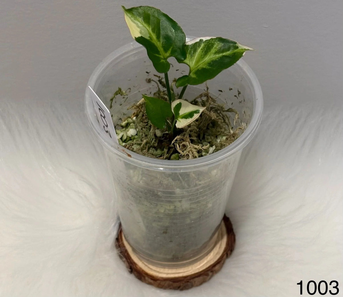 Syngonium T25